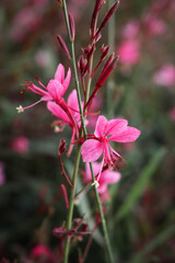 Siskiyou Pink Gaura