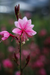 Siskiyou Pink Gaura