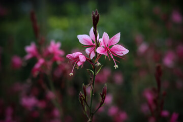 Obraz premium Siskiyou Pink Gaura