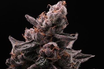 Close up of top cannabis cola on this purple-hued cannabis plant