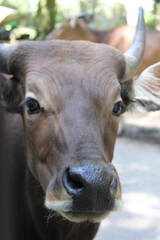 The bull is a species of animal that is related to the cow and is found in various parts of Southeast Asia