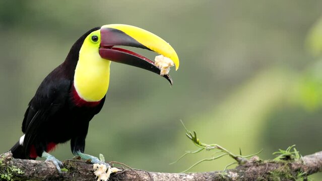 a high frame rate close shot of a yellow-throated toucan perched on a branch and eating a banana at boca tapada in costa rica