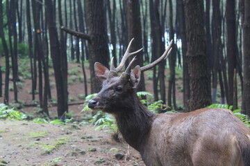close-up of a deer in the zoo