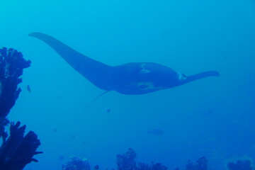 Scuba diving with Manta ray in Pohnpei, Micronesia（Federated States of Micronesia）