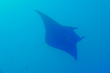 Scuba diving with Manta ray in Pohnpei, Micronesia（Federated States of Micronesia）