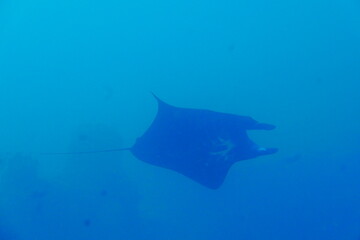 Scuba diving with Manta ray in Pohnpei, Micronesia（Federated States of Micronesia）
