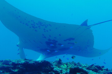 Scuba diving with Manta ray in Pohnpei, Micronesia（Federated States of Micronesia）