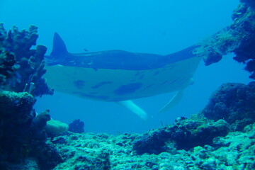 Scuba diving with Manta ray in Pohnpei, Micronesia（Federated States of Micronesia）