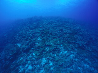 Scuba diving with Manta ray in Pohnpei, Micronesia（Federated States of Micronesia）