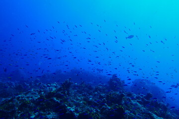 Fototapeta na wymiar Scuba diving with Manta ray in Pohnpei, Micronesia（Federated States of Micronesia）