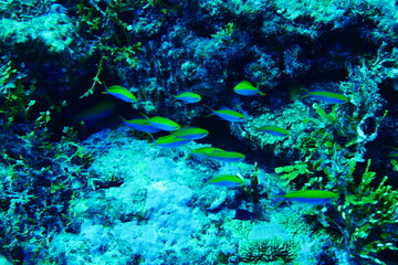 Scuba diving with Manta ray in Pohnpei, Micronesia（Federated States of Micronesia）