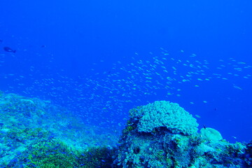 Scuba diving with Manta ray in Pohnpei, Micronesia（Federated States of Micronesia）