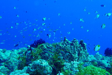 Naklejka na ściany i meble Scuba diving with Manta ray in Pohnpei, Micronesia（Federated States of Micronesia）