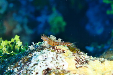 Scuba diving with Manta ray in Pohnpei, Micronesia（Federated States of Micronesia）