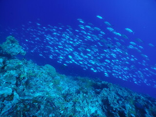 Scuba diving with Manta ray in Pohnpei, Micronesia（Federated States of Micronesia）