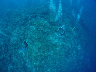 Scuba diving with Manta ray in Pohnpei, Micronesia（Federated States of Micronesia）