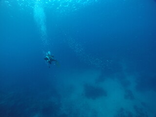 Naklejka na ściany i meble Scuba diving with Manta ray in Pohnpei, Micronesia（Federated States of Micronesia）
