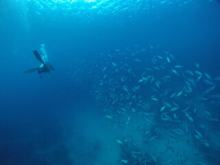 Scuba diving with Manta ray in Pohnpei, Micronesia（Federated States of Micronesia）