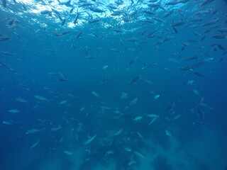Scuba diving with Manta ray in Pohnpei, Micronesia（Federated States of Micronesia）