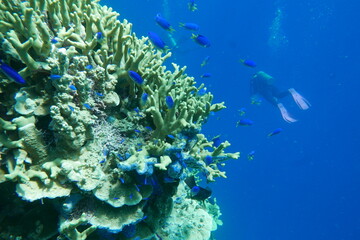 Scuba diving with Manta ray in Pohnpei, Micronesia（Federated States of Micronesia）