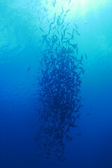 Scuba diving with Manta ray in Pohnpei, Micronesia（Federated States of Micronesia）