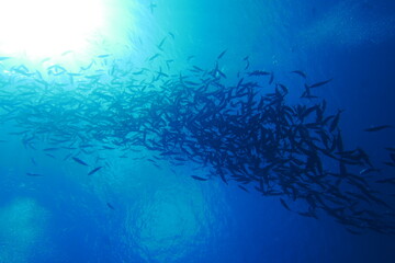Scuba diving with Manta ray in Pohnpei, Micronesia（Federated States of Micronesia）