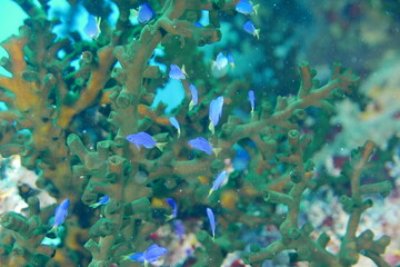 Fototapeta premium Scuba diving with Manta ray in Pohnpei, Micronesia（Federated States of Micronesia）