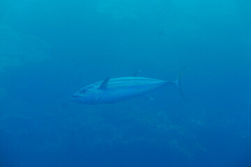 Fototapeta premium Scuba diving with Manta ray in Pohnpei, Micronesia（Federated States of Micronesia）