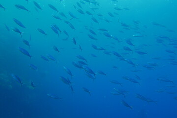 Fototapeta premium Scuba diving with Manta ray in Pohnpei, Micronesia（Federated States of Micronesia）