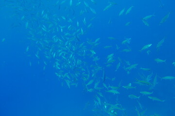 Scuba diving with Manta ray in Pohnpei, Micronesia（Federated States of Micronesia）