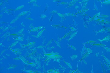 Scuba diving with Manta ray in Pohnpei, Micronesia（Federated States of Micronesia）