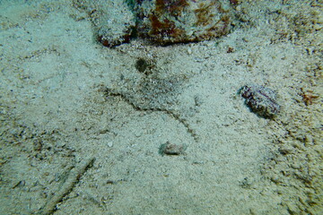 Scuba diving with Manta ray in Pohnpei, Micronesia（Federated States of Micronesia）