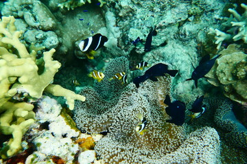 Scuba diving with Manta ray in Pohnpei, Micronesia（Federated States of Micronesia）