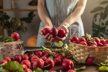 Woman in an apron in the kitchen in front of a table with beautiful red apples from her garden. Concept of an autumn cozy atmosphere, harvesting a fresh home harvest