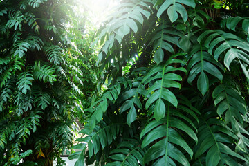 Epipremnum Pinnatum green leafs for nature background. 