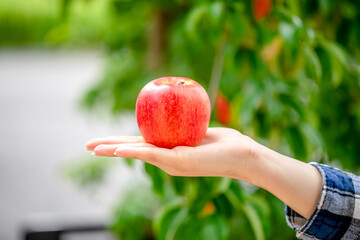 手のひらに置かれたりんご　Apple