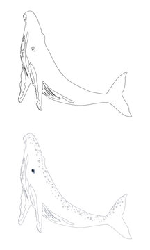 Clean sperm whale monoline in transparent background.