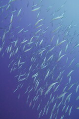 Scuba diving on the reefs of Kosrae, Micronesia（Federated States of Micronesia）