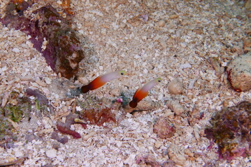 Scuba diving on the reefs of Kosrae, Micronesia（Federated States of Micronesia）