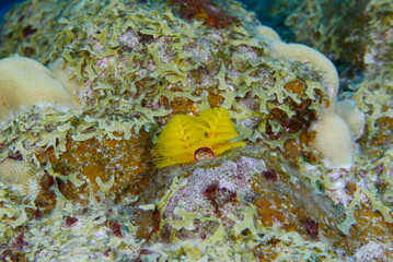 Scuba diving on the reefs of Kosrae, Micronesia（Federated States of Micronesia）