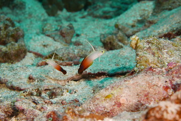 Scuba diving on the reefs of Kosrae, Micronesia（Federated States of Micronesia）