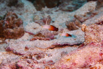 Scuba diving on the reefs of Kosrae, Micronesia（Federated States of Micronesia）