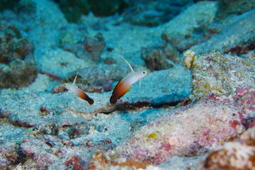 Scuba diving on the reefs of Kosrae, Micronesia（Federated States of Micronesia）