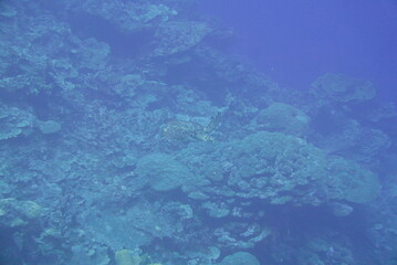 Scuba diving on the reefs of Kosrae, Micronesia（Federated States of Micronesia）