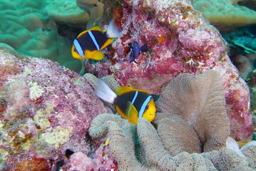 Scuba diving on the reefs of Kosrae, Micronesia（Federated States of Micronesia）