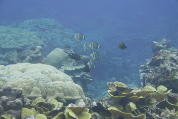 Scuba diving on the reefs of Kosrae, Micronesia（Federated States of Micronesia）
