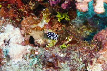 Scuba diving on the reefs of Kosrae, Micronesia（Federated States of Micronesia）