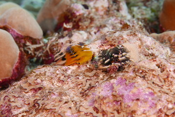 Scuba diving on the reefs of Kosrae, Micronesia（Federated States of Micronesia）