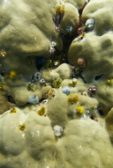 Scuba diving on the reefs of Kosrae, Micronesia（Federated States of Micronesia）