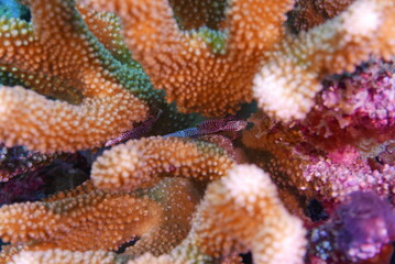 Scuba diving on the reefs of Kosrae, Micronesia（Federated States of Micronesia）